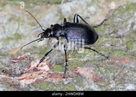 Beetle Calosoma inquisitor on the bark of a tree. It is a predatory beetle that eats pests in forests and parks. Stock Photo