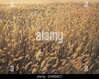 Dry reed texture in the sunset light. Parched wild bulrush plants, golden natural background Stock Photo