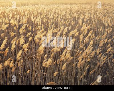 Dry reed texture in the sunset light. Parched wild bulrush plants, golden natural background Stock Photo