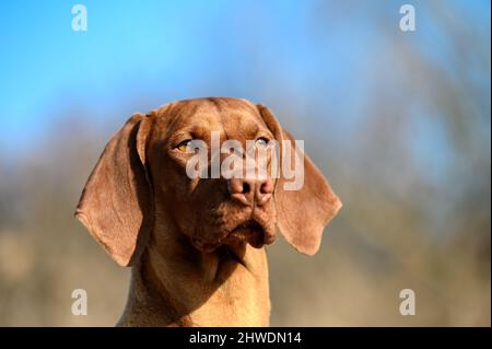 Close-up portrait of beautiful pure-bred Hungarian or Magyar Vizsla aka Smooth-Haired Vizsla against the blue sky Stock Photo