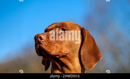 Close-up portrait of beautiful pure-bred Hungarian or Magyar Vizsla aka Smooth-Haired Vizsla against the blue sky Stock Photo