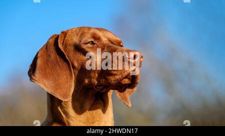 Close-up portrait of beautiful pure-bred Hungarian or Magyar Vizsla aka Smooth-Haired Vizsla against the blue sky Stock Photo