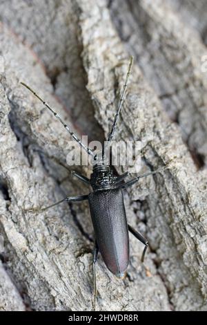 Great capricorn beetle (Cerambyx cerdo) on the bark of oak. Stock Photo