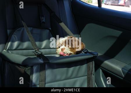 Shih tzu puppy on a car safety seat. Stock Photo