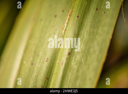 Green plants in the lens, on a blurred background Stock Photo