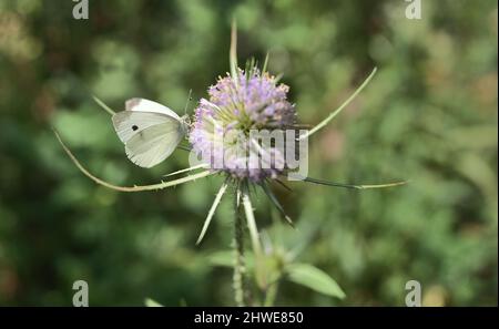 A macro image of a large white cabbage butterfly feeding on a wild teasel plant in Kentucky. Stock Photo