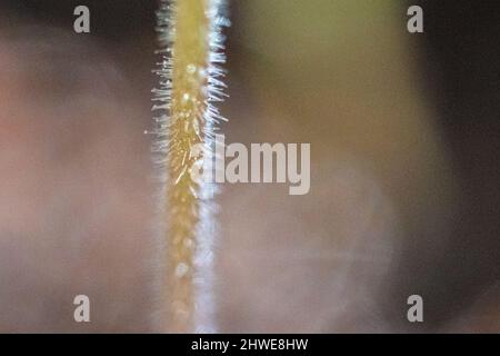 Trichomes on a tomato seedling close up - Solanum lycopersicum seedlings closeup emerge from soil spring gardening - vegetable garden / vegetarian an Stock Photo