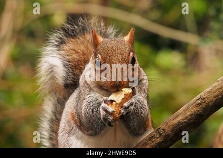 A grey squirrel, sitting on a branch of a tree in winter, eating a monkey nut, holding it with both paws, showing its long claws Stock Photo