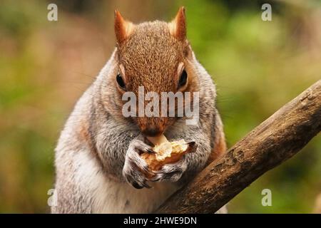 A grey squirrel, sitting on a branch of a tree in winter, eating a monkey nut, holding it with both paws, showing its long claws Stock Photo