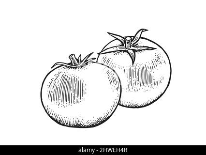 Tomato Drawing Isolated, Vegetable, Red, Tomato PNG Transparent Image and  Clipart for Free Download
