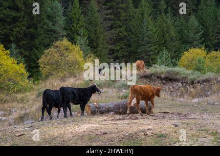 Organic farming. Free cows. Stock Photo