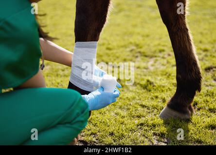 Helping animals was a photo of her soul. Shot of a unrecognizable veterinarian putting a bandage on a horse on a farm. Stock Photo