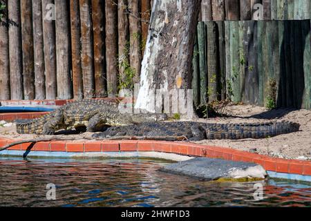 Two big crocodiles.The Nile crocodile is a large crocodilian native to freshwater habitats in Africa. Lisbon zoo. Stock Photo