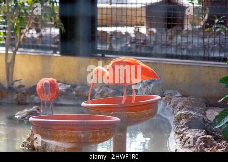 The scarlet ibis (Eudocimus ruber) is a species of ibis in the bird family Threskiornithidae. It inhabits tropical South America and part of the Carib Stock Photo