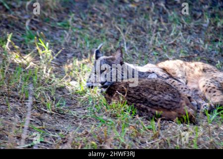 Two Iberian Lynx resting a wild cat species endemic to the Iberian Peninsula in southwestern Europe. It is listed as Endangered on the IUCN Red List. Stock Photo