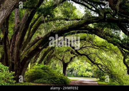 Charleston Tea Garden Located In The Heart Of The Lowcountry Of South 