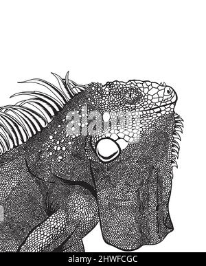 illustration vector iguana head with vintage engraving style Stock Vector