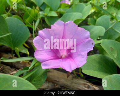 Beach moonflower with a natural background. This plant usually life on side of the beach Stock Photo