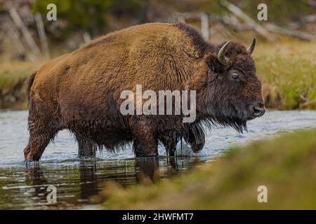 Buffalo, Bison bison, crossing the Madison River in May in Yellowstone National Park, Wyoming, USA Stock Photo