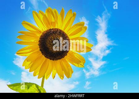Beautiful yellow sunflower - Closeup against blue sky with whispy clouds Stock Photo