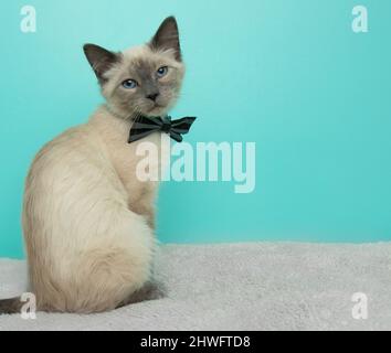 cute grey and white siamese cat with blue eyes wearing a bow tie sitting Stock Photo