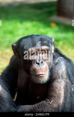 The chimpanzee (Pan troglodytes), also known simply as chimp. Chimpanzee portrait, emotional chimpanzee. Humanity on animals. Smart animals. Stock Photo