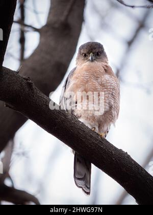 A perched cooper's hawk Stock Photo