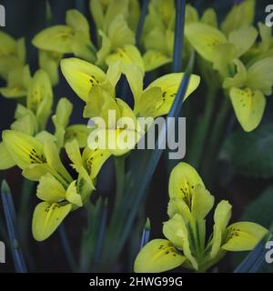Yellow iris flowers. Beautiful natural background. Light yellow flowering irises on a background of green leaves and grass in the garden in spring. Co Stock Photo
