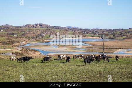 Barleycove, Cork, Ireland. 05th March,2022. A herd of Friesians graze on slopes overlooking Barleycove beach in West Cork, Ireland. - Credit; David Creedon / Alamy Live News Stock Photo