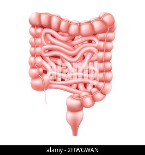 Intestines. Realistic 3d vector illustration of small and large intestine. Human internal organ, digestive tract. Vector illustration isolated on whit Stock Vector