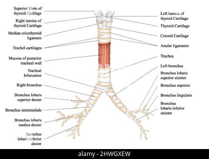 Anatomy of the thyroid gland medical 3d vector illustration Stock ...