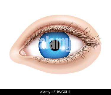 Vector 3d realistic human eye without makeup. Glossy blue iris with a macro details. Facial element on a skin background. Useful for design of laser v Stock Vector