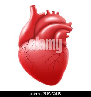 Human heart isolated on white background. Anatomically correct heart with venous system. Human body internal organs. Realistic 3d vector Stock Vector