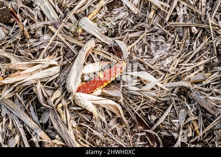 Leftover corn cob after threshing. Waste of food. top view Stock Photo