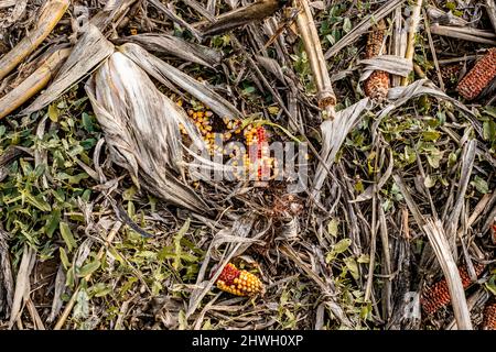 Leftover corn cob after threshing. Waste of food. top view Stock Photo