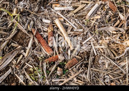 Leftover corn cob after threshing. Waste of food. top view Stock Photo