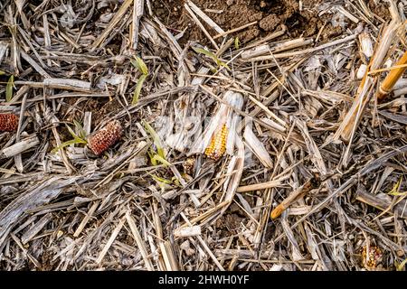 Leftover corn cob after threshing. Waste of food. top view Stock Photo