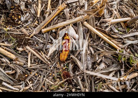 Leftover corn cob after threshing. Waste of food. top view Stock Photo