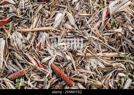 Leftover corn cob after threshing. Waste of food. top view Stock Photo