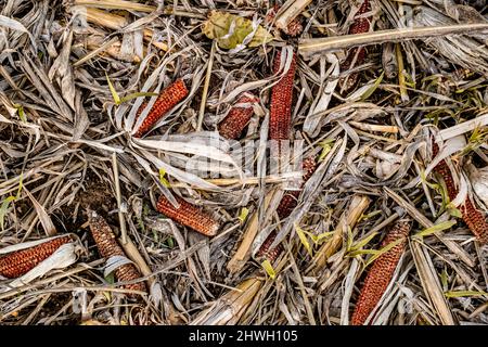 Leftover corn cob after threshing. Waste of food. top view Stock Photo