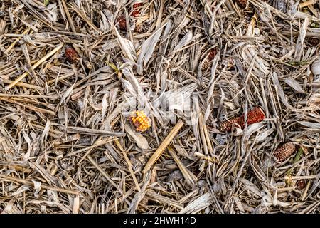 Leftover corn cob after threshing. Waste of food. top view Stock Photo