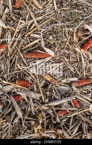 Leftover corn cob after threshing. Waste of food. top view Stock Photo