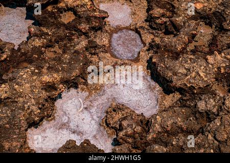 salt crystals on limestone rock, Blue Lagoon, Camino island, Malta Stock Photo