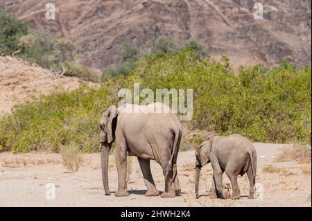 Closeup of two African Desert Elephant - Loxodonta Africana- wandering in the desert in North Western Namibia. Stock Photo