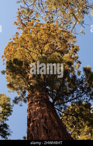 Autumnal landscape from Yosemite National Park, California, United ...