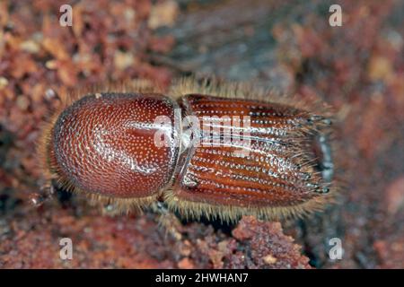 The European spruce bark beetle (Ips typographus), is a species of beetle in the weevil subfamily Scolytinae, the bark beetles. Stock Photo