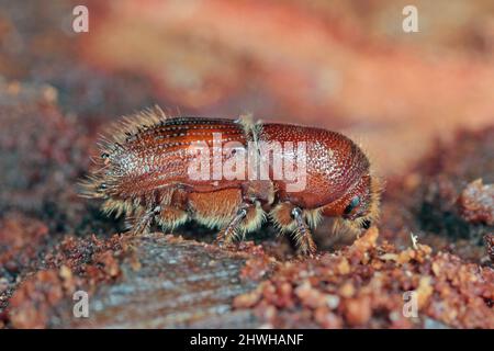 The European spruce bark beetle (Ips typographus), is a species of beetle in the weevil subfamily Scolytinae, the bark beetles. Stock Photo