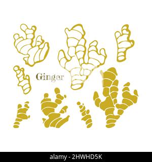 Ginger root set, hand drawn doodle, contour. Isolated, white background. Vector illustration Stock Vector
