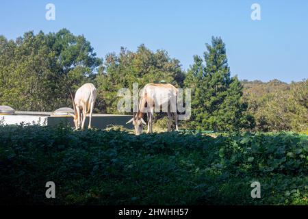 Feb 13, 2022, Rabat, Morocco: two adult eland in zoo park Stock Photo