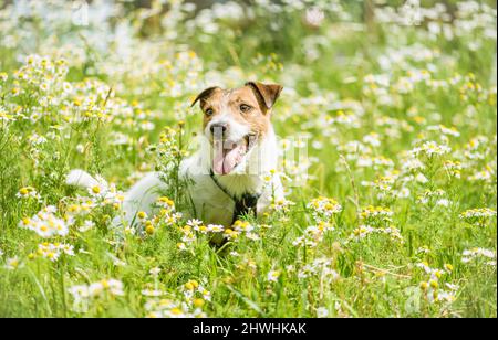 Hello spring concept with happy smiling dog playing among fresh daisy flowers on sunny day Stock Photo